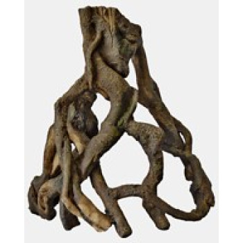 Mangrove Root Large